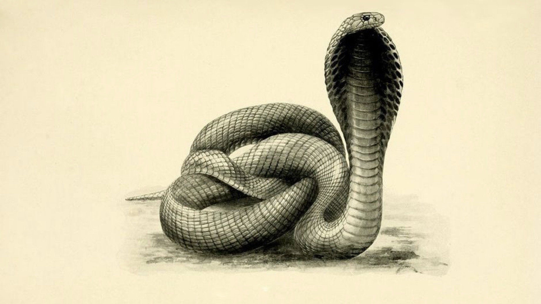 Illustration of a cobra from the _Our World_ article "Systems Thinking
and the Cobra Effect" by Barry Newell and Christopher Doll, published
2015-09-16.
